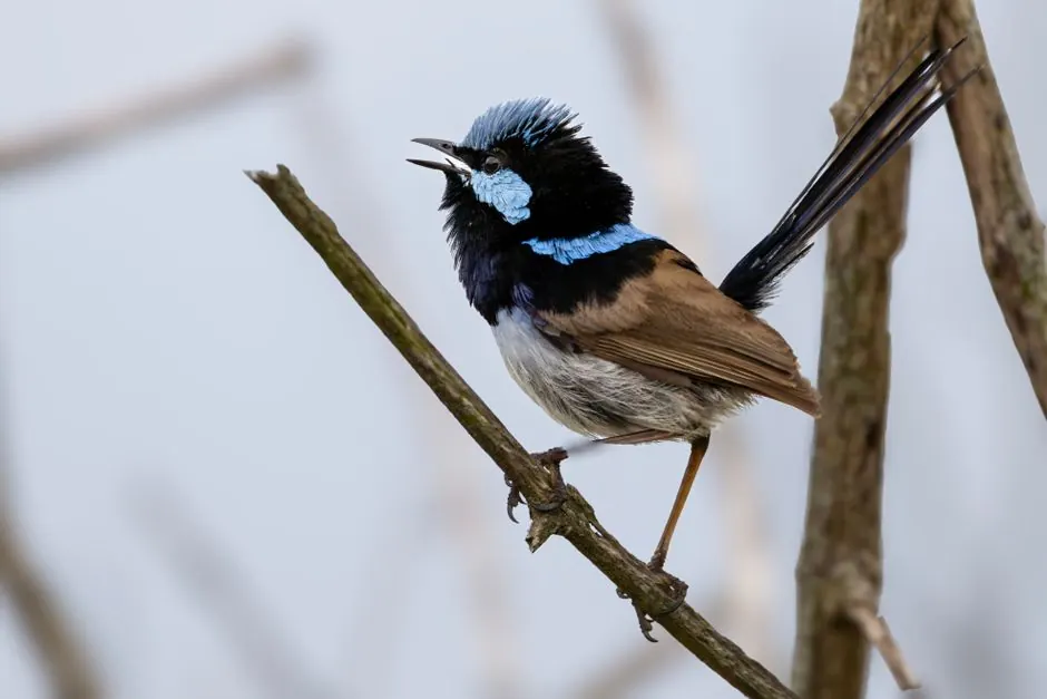 A vivid Superb Fairywren perched on a branch at Culburra Beach, Australia.
